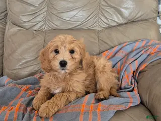 Goldendoodle dogs Theo - Ad 27