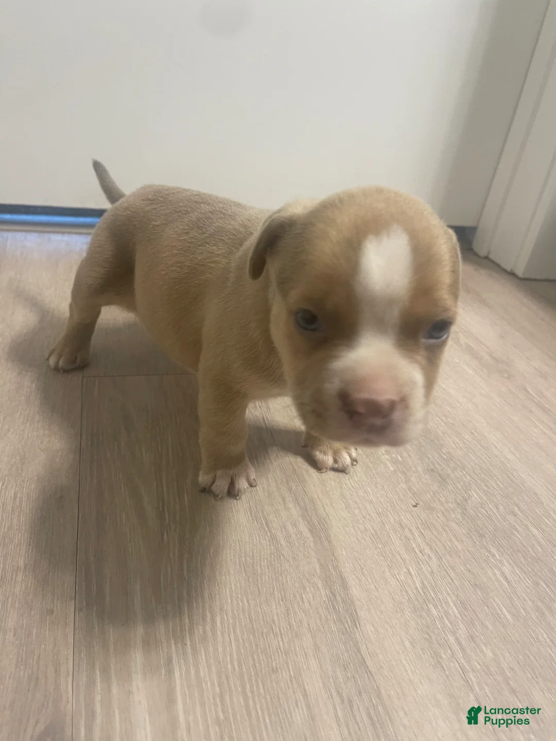 American Bully dogs for sale: Teo - Ad 1