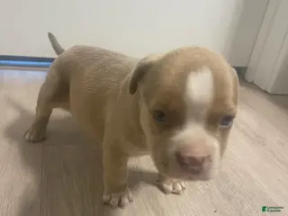 American Bully dogs Teo - Ad 29