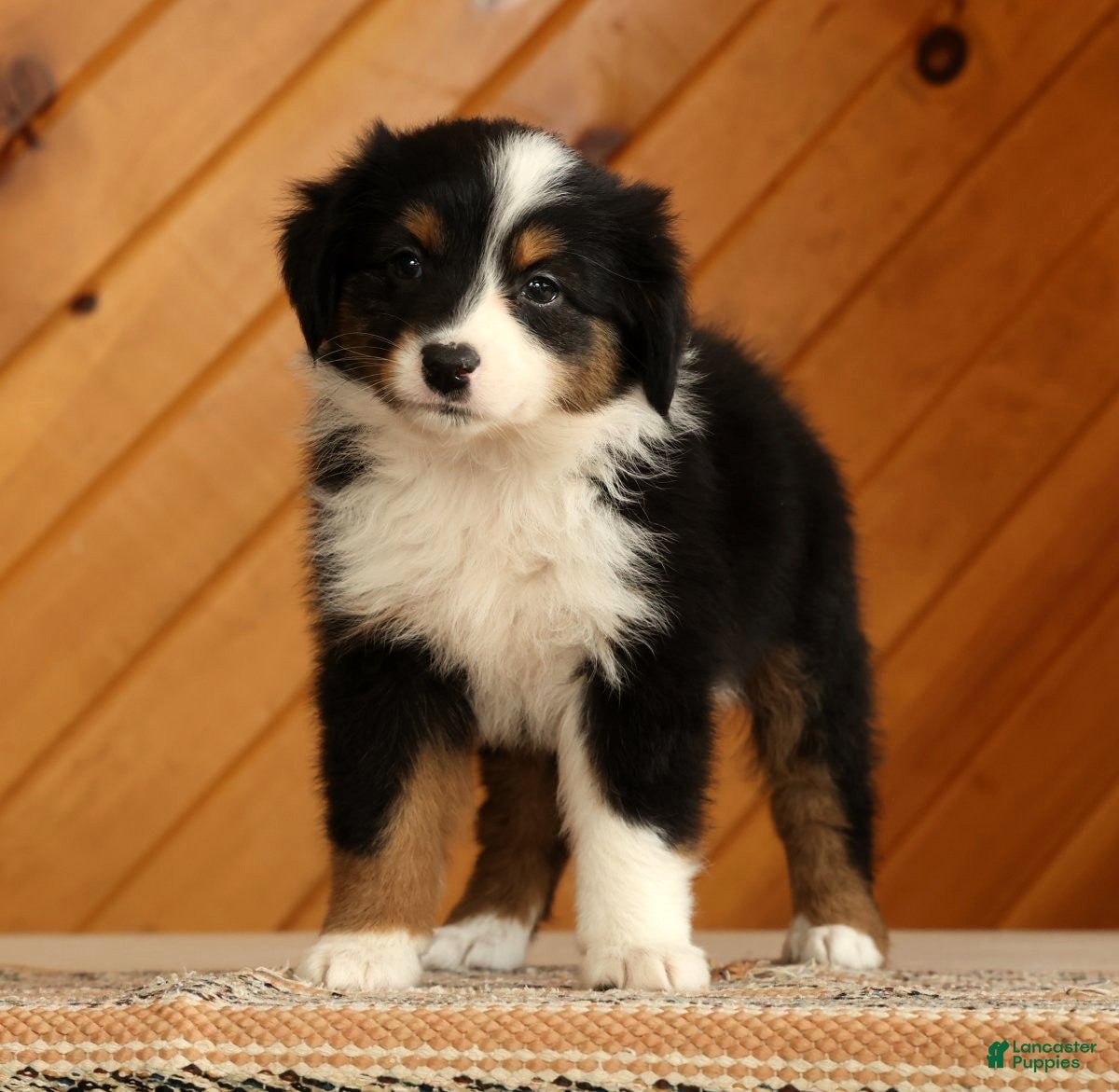 Australian Shepherd dogs Tammy - Ad 1