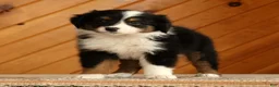 Australian Shepherd dogs for sale: Tammy - Ad 1