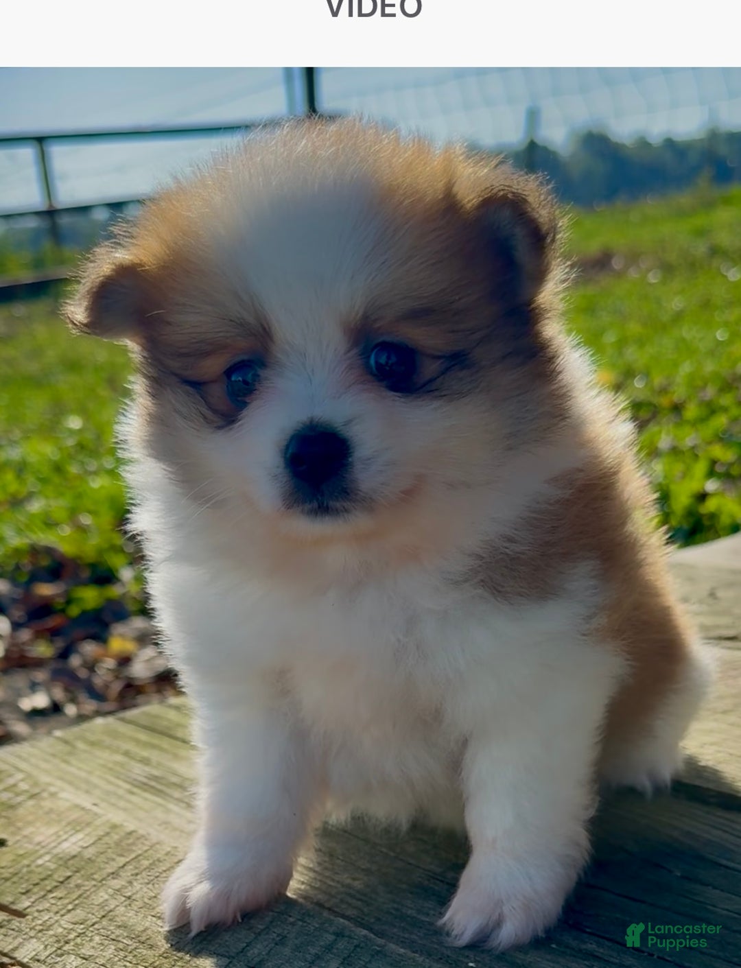 Pomeranian dogs for sale: Paris - Ad 1