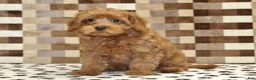 Cavapoo dogs for sale: Scout - Ad 4