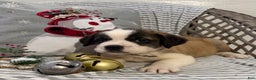 Saint Bernard dogs for sale: Diesel - Ad 1