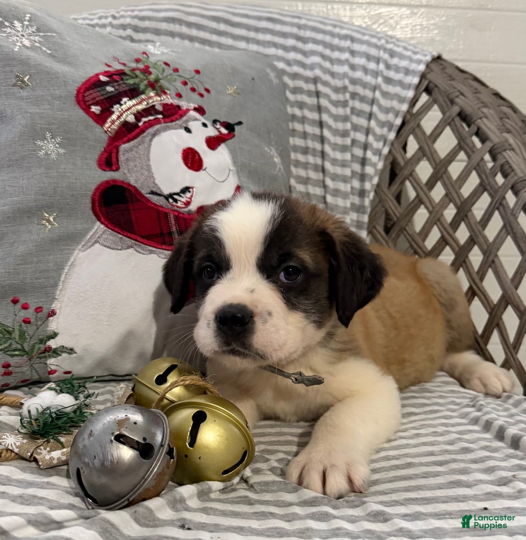 Saint Bernard dogs for sale: Diesel - Ad 1