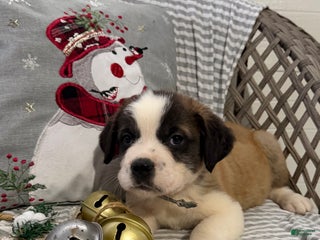 Saint Bernard dogs Diesel - Ad 28