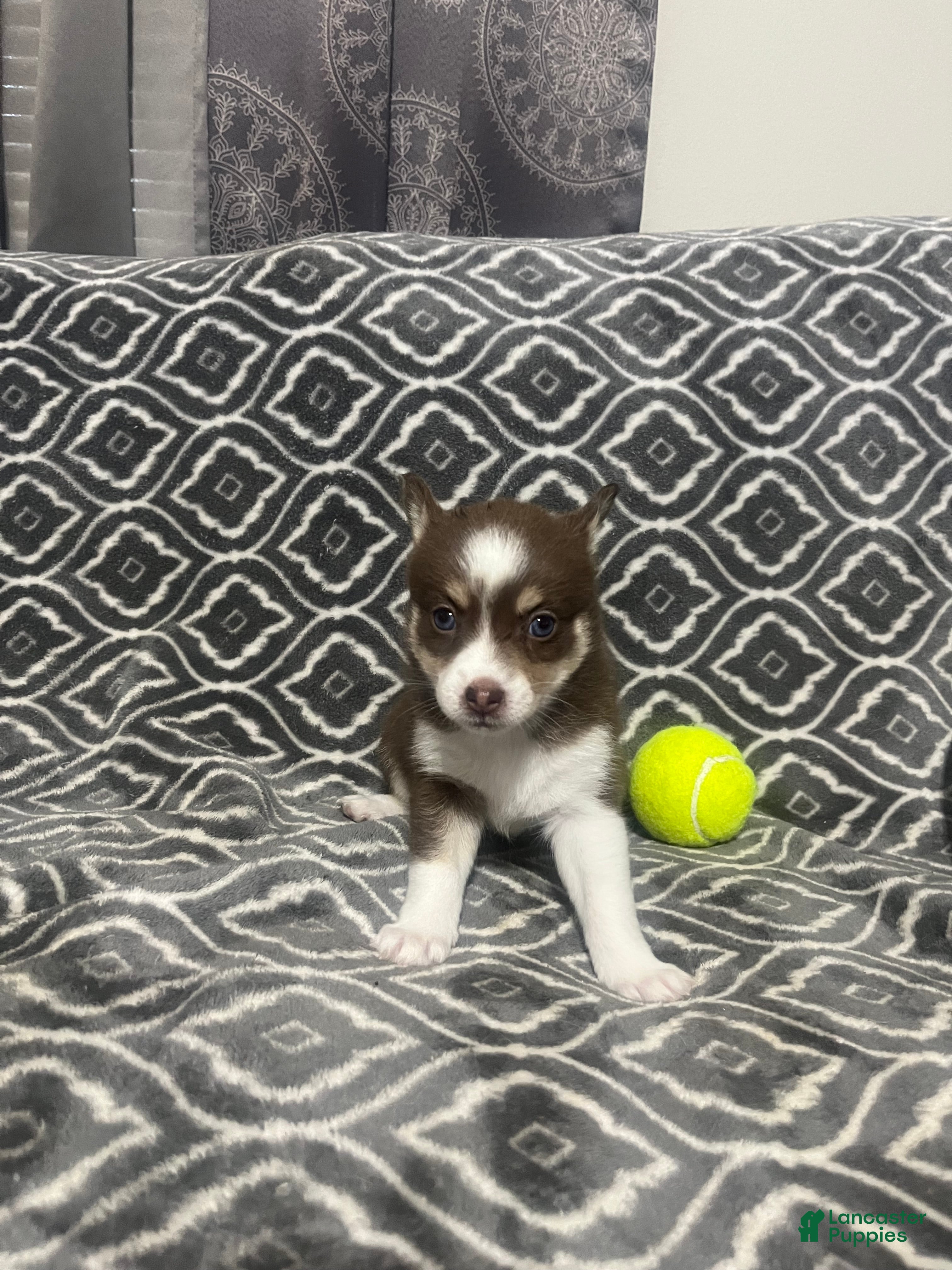 Pomsky dogs Dora - Ad 25