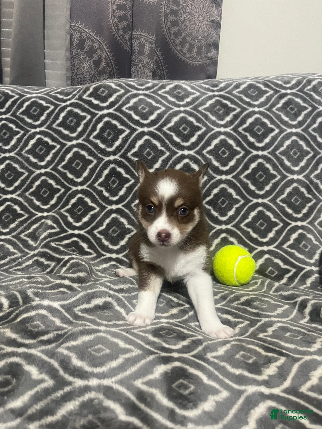 Pomsky dogs for sale: Dora - Ad 1