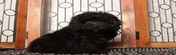 Miniature Poodle dogs for sale: Ben Shy Mini Poodle - ICA - Ad 4