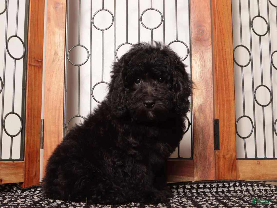 Miniature Poodle dogs for sale: Ben Shy Mini Poodle - ICA - Ad 4