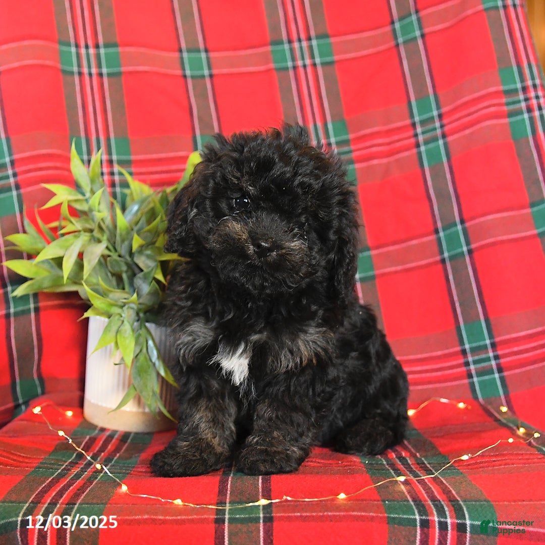 Cavapoo dogs for sale: Annie - Ad 3