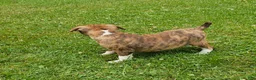 Mixed Breed dogs for sale: Tiger Girl - Ad 3