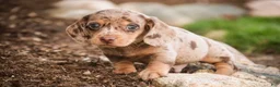 Miniature Dachshund dogs for sale: Pluto - Ad 6