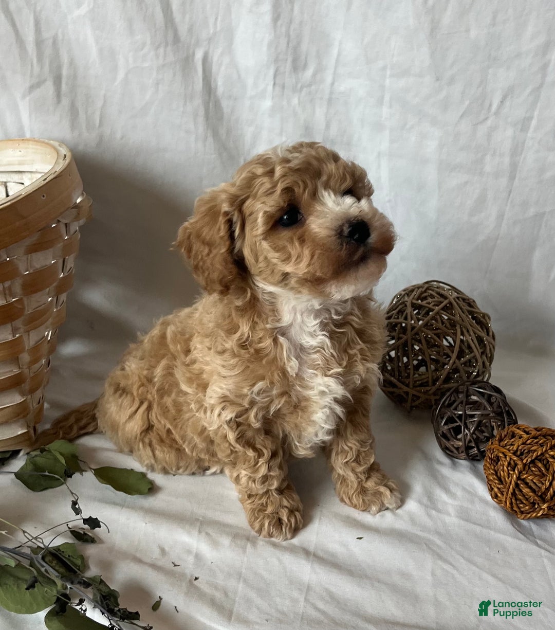 Maltipoo dogs for sale: Snowflake - Ad 4