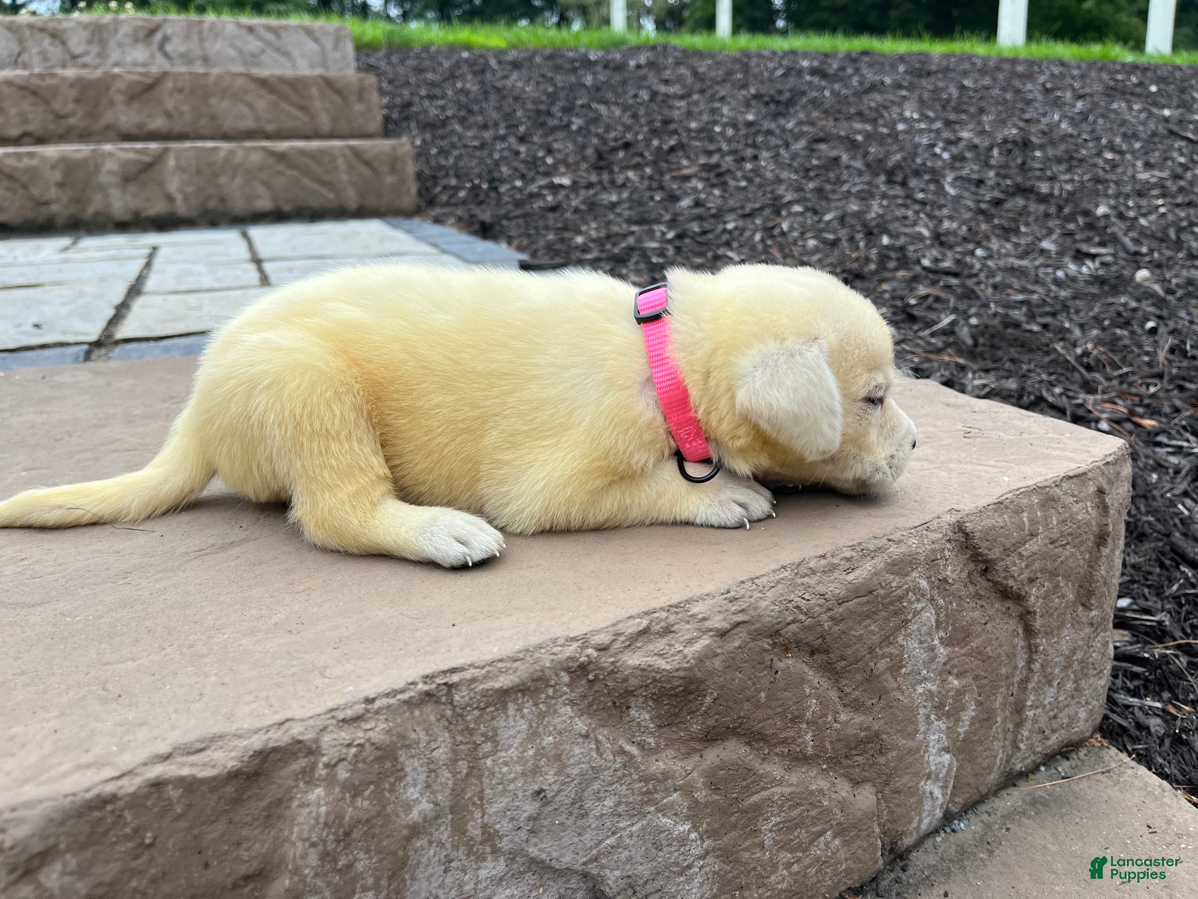 Labrador Retriever dogs for sale: Sugar - Ad 4
