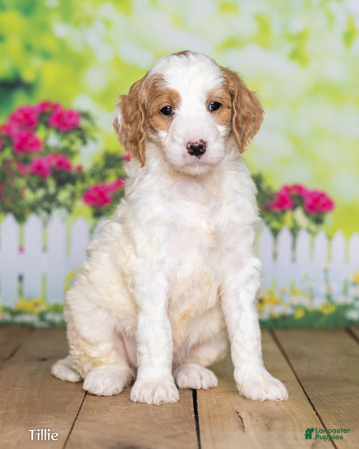 Goldendoodle dogs Tillie - Ad 1