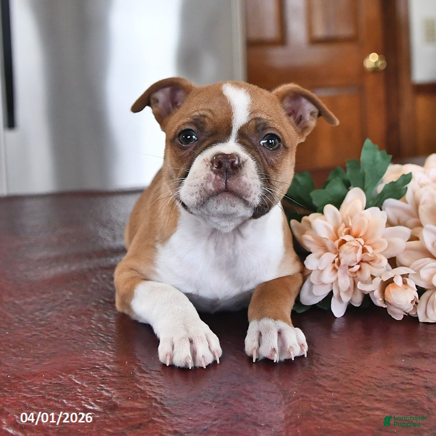 Boston Terrier dogs Heather - Ad 2