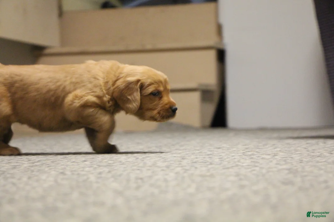 Golden Retriever dogs for sale: Ryder - Ad 6