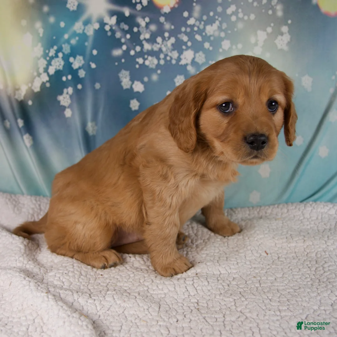 Mixed Breed dogs for sale: Jewel - Ad 3