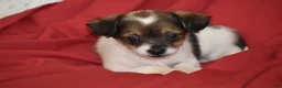Yorkiepoo dogs for sale: Texas - Ad 4