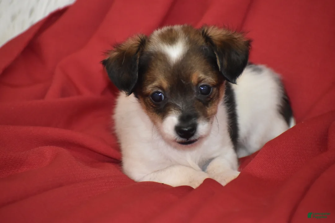Yorkiepoo dogs for sale: Texas - Ad 4