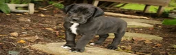 Great Dane dogs for sale: Brielle Great Dane  - Ad 5