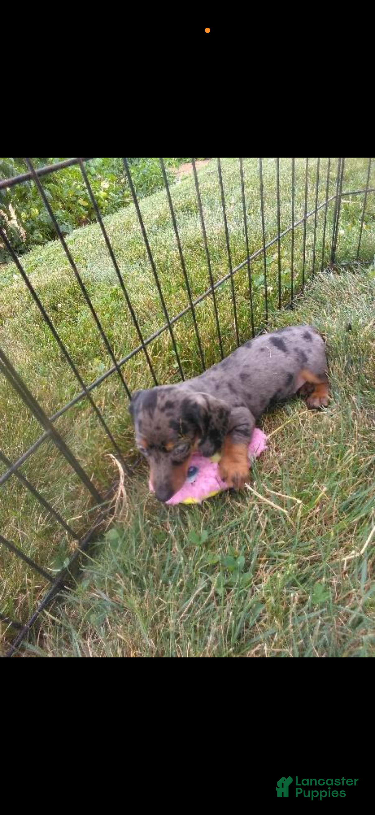 Miniature Dachshund dogs Miniature Dachshund 1 - Ad 2