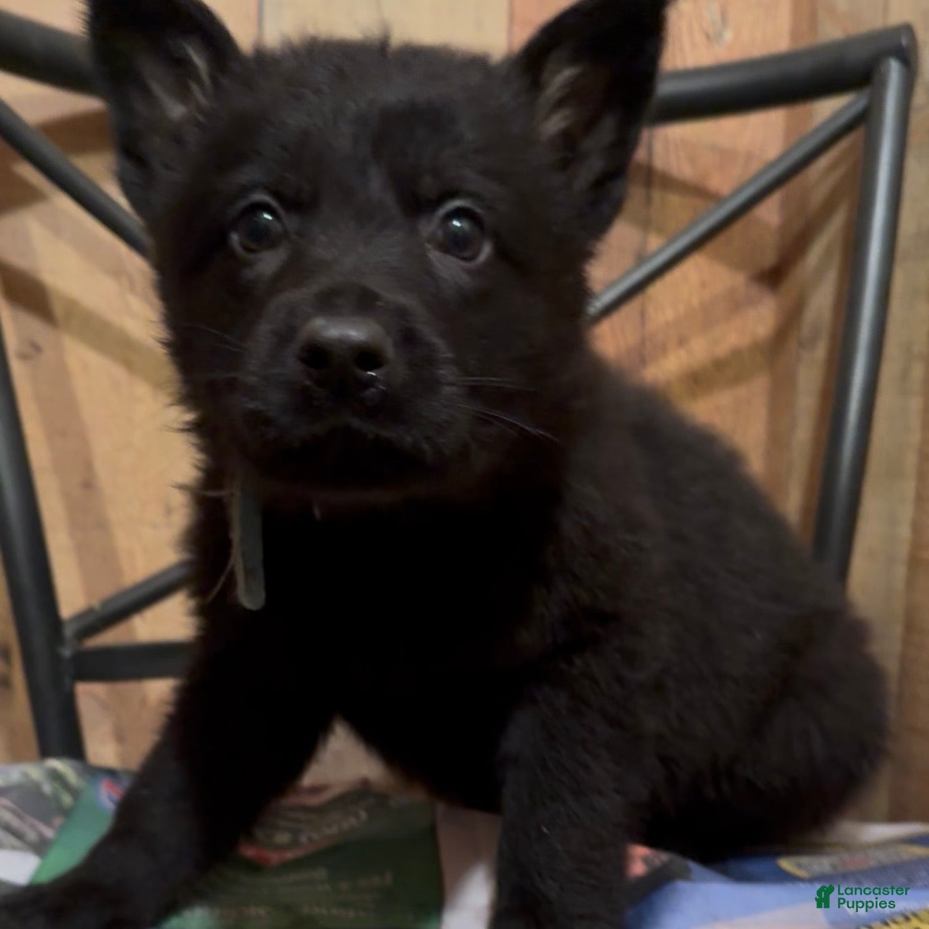 German Shepherd dogs TIC TAC - Ad 2