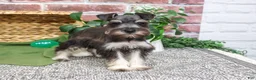 Miniature Schnauzer dogs for sale: Denver - Ad 3