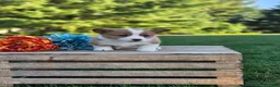 Welsh Corgi Pembroke dogs for sale: Sandy - Ad 3