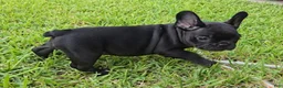 French Bulldog dogs for sale: Char Cole - Ad 5