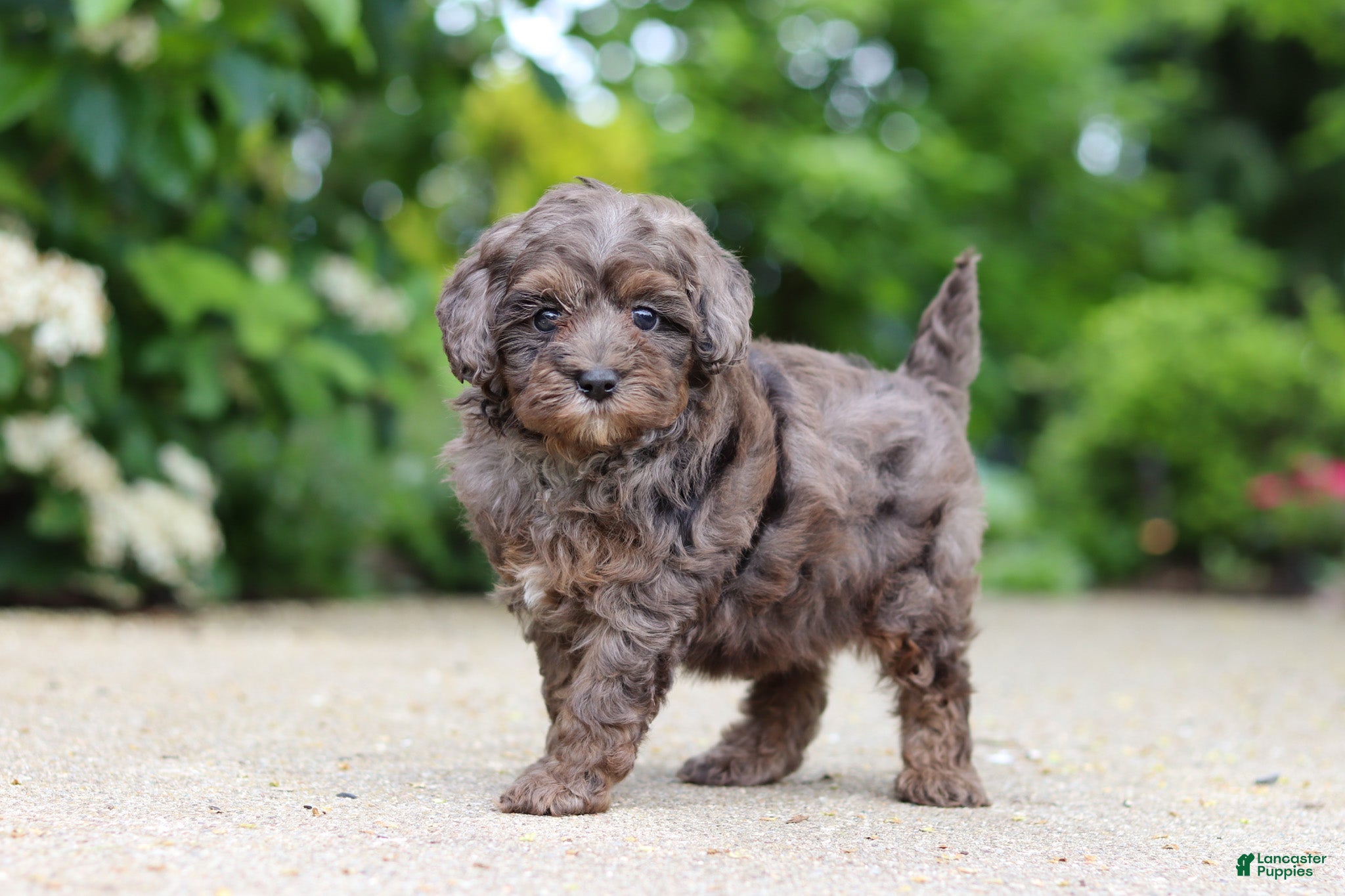 Cavapoo dogs Brooklyn - Ad 1