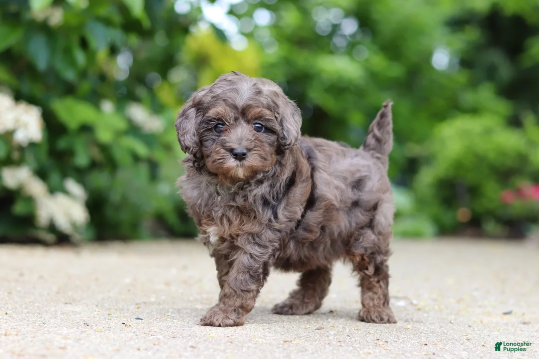 Cavapoo dogs for sale: Brooklyn - Ad 1