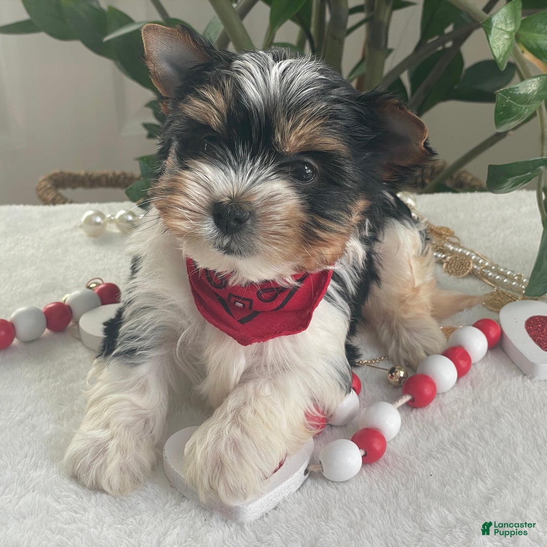 Biewer Terrier dogs for sale: Trey - Ad 2