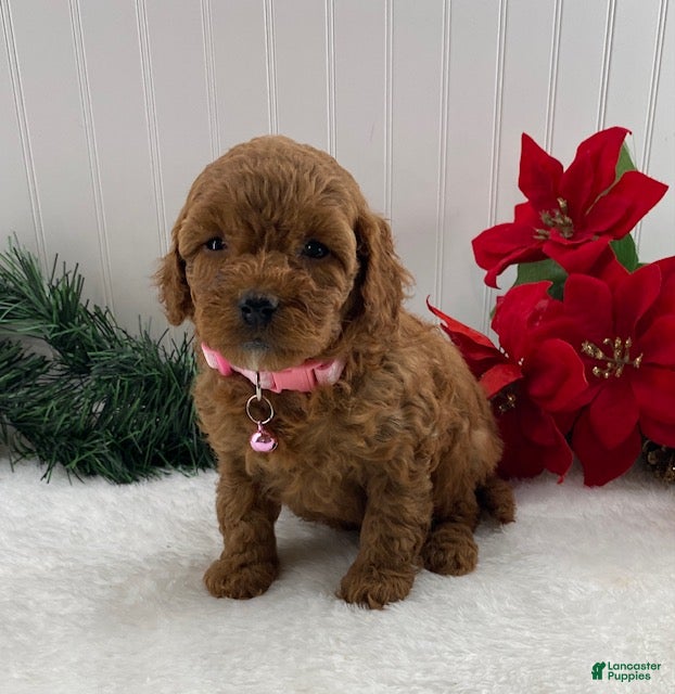 Cavapoo dogs Sunshine - Ad 6