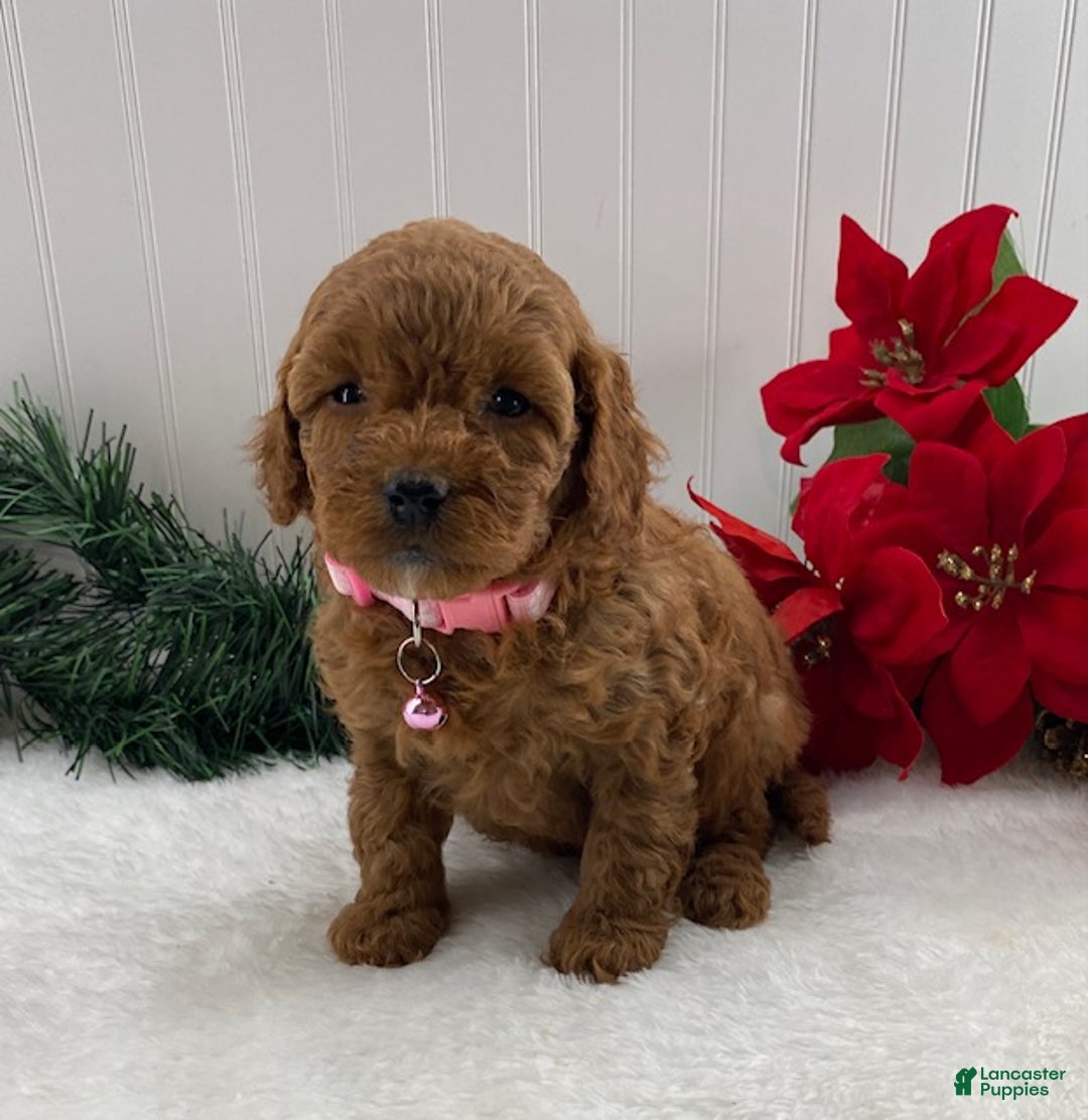 Cavapoo dogs for sale: Sunshine - Ad 1