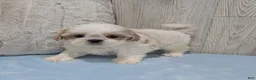 Shih Tzu dogs for sale: Zuma - Ad 4