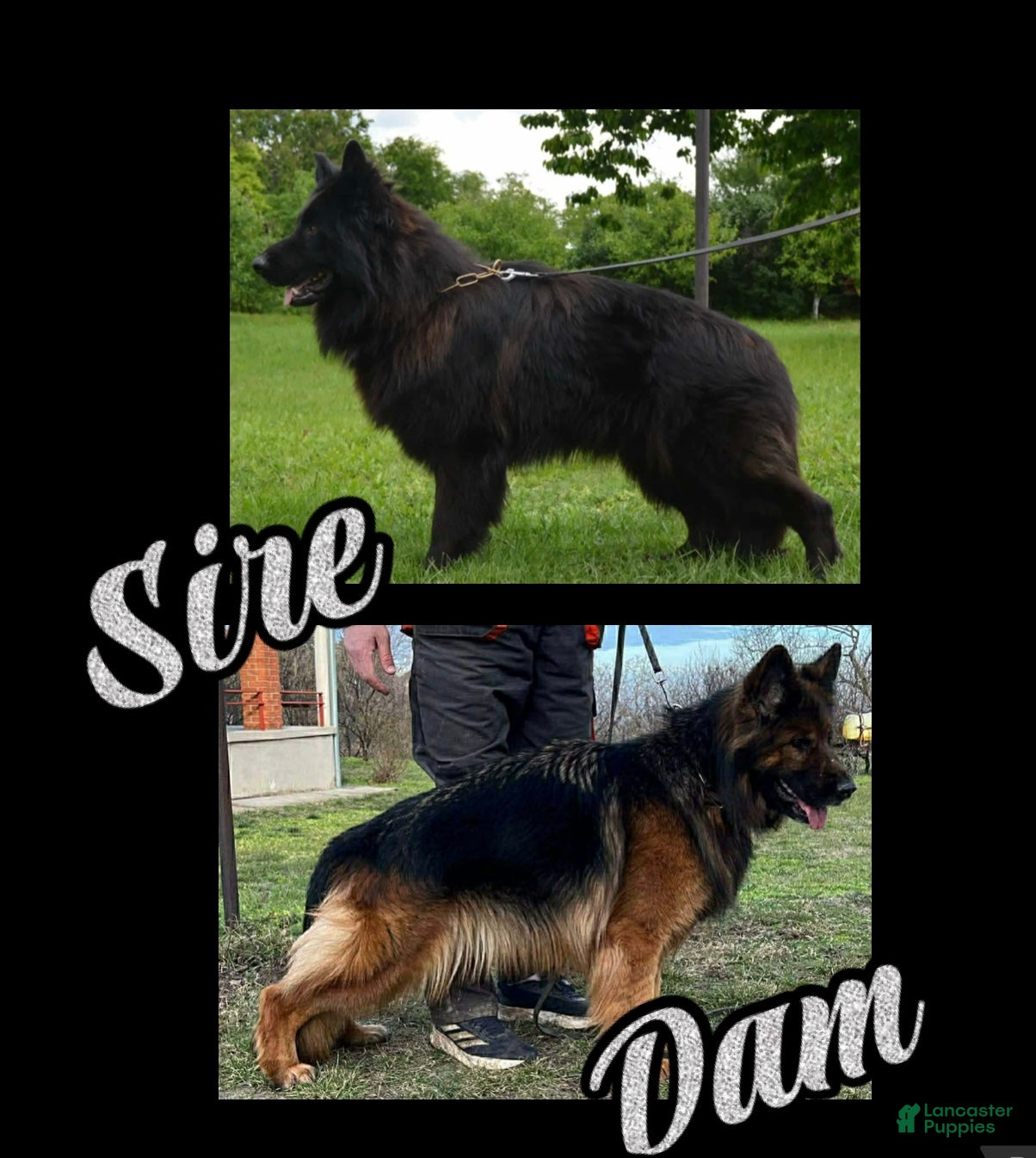 German Shepherd dogs Sage-Female - Ad 1