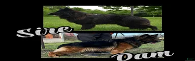 Long Coat Female