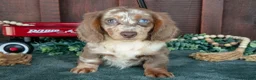 Miniature Dachshund dogs for sale: Betsy - Ad 2