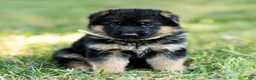 German Shepherd dogs for sale: Zorro - Ad 5
