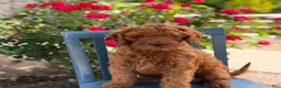 Mini Goldendoodle dogs for sale: Cookie - Ad 6