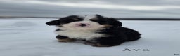 Bernese Mountain Dog dogs for sale: Avalanche - Ad 1