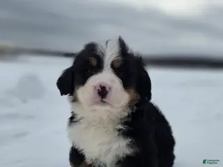 Bernese Mountain Dog dogs Avalanche - Ad 23