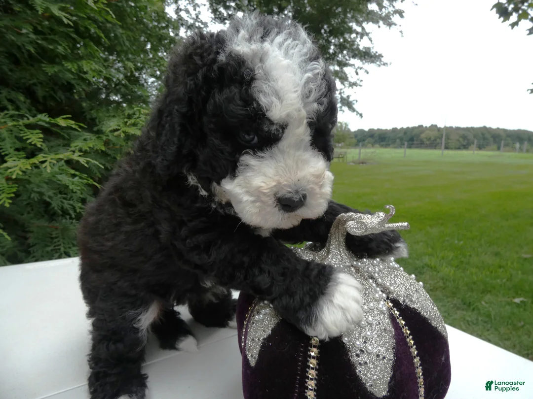 Mini Bernedoodle dogs for sale: Mini Bernedoodle 1 Kelly - Ad 1