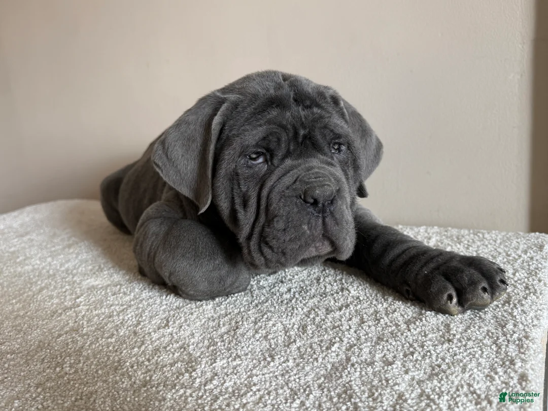 Cane Corso dogs for sale: Thor - Ad 4