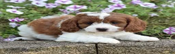 Cavapoo dogs for sale: Dawn - Ad 6
