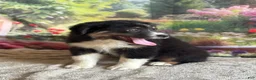 Australian Shepherd dogs for sale: Chip - Ad 2