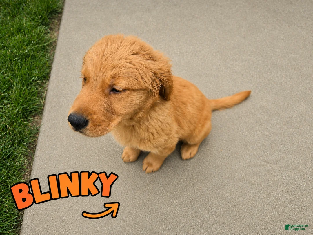 Golden Retriever dogs for sale: Blinky - Ad 1