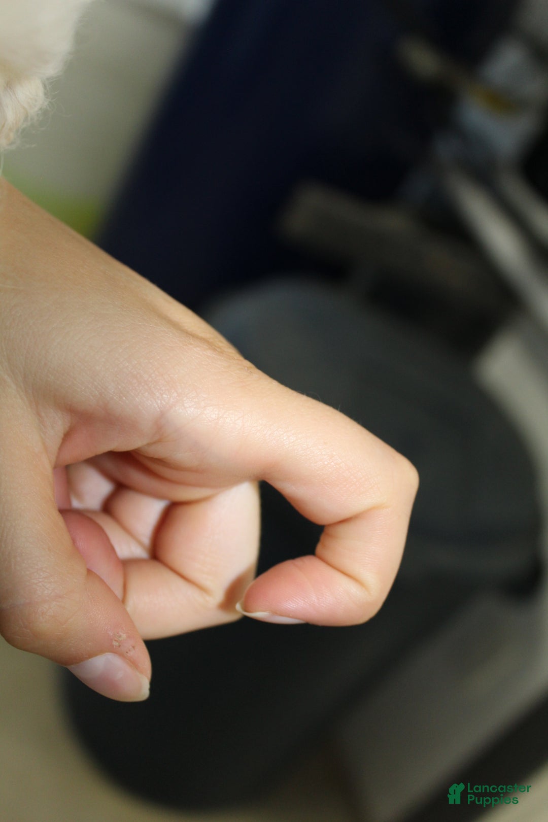 Bichon Frise dogs for sale: Mums - Ad 11